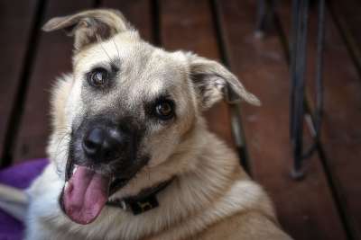狗 宠物 动物 犬类 家犬 哺乳动物 可爱的狗 动物世界