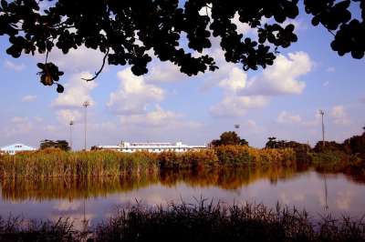 景观的Ca Mau 美景 河 芦苇 Reed 浴缸 草 体育场