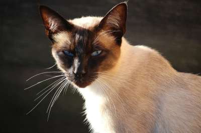 猫 宿醉 暹罗 品种猫