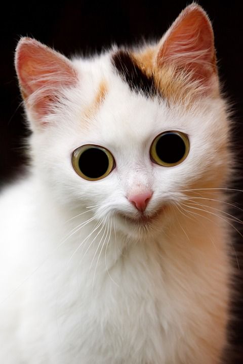 动物 猫 可怕的 国内的 耳朵 眼睛 脸 奇怪的 有趣的 毛皮