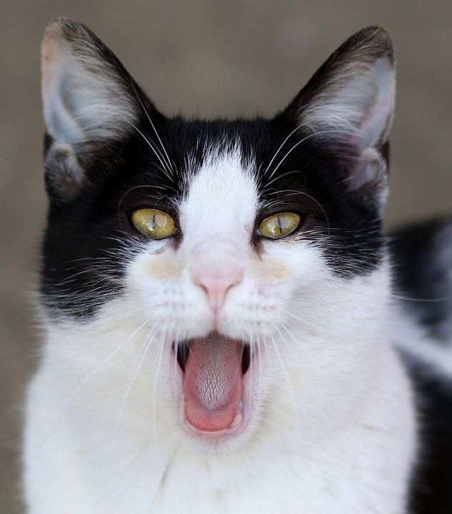 那只猫 白色的 黑色的 牙齿 语 毛皮 猫科动物 可爱的