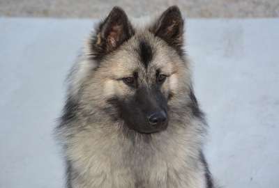 狗 母狗 狗Eurasier Eurasier圣诞节 动物肖像 黑面罩