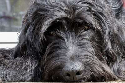 Labradoodle 雪纳瑞犬 拉布拉多 国王狮子狗 杂交种 狗