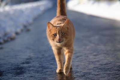 猫 猫科动物 胡须 宠物 国内的 伴侣 路 雪 动物