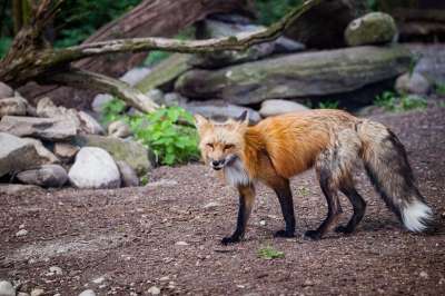 狐狸 荒野 野生动物 森林动物