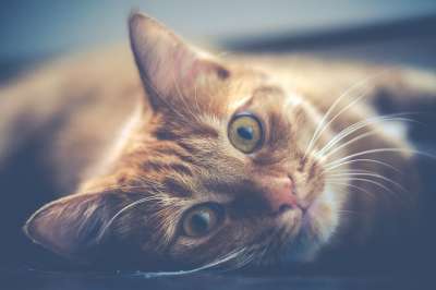 红色的 猫 宠物 动物 可爱的 可爱猫咪 肖像 基蒂 年轻
