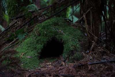 洞穴 森林 苔藓 自然 树木 入口 有天赋的人 幻想 黑暗的