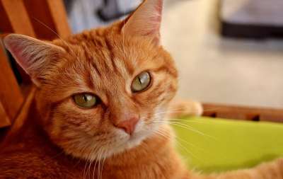猫 鲭鱼 拍照 肖像 乐趣 红色的 大花猫 小猫 红猫 虎猫