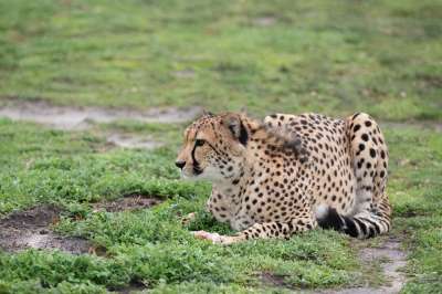猎豹 食肉动物 捕食者 野生动物 猎人 哺乳动物 猫科动物 斑