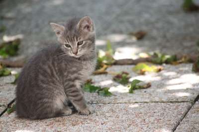 家畜 小猫 老虎 灰色 可爱 猫 卡策