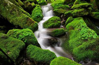 瀑布 Moss 韩国 山 谷 绿色 森林 树 干净的 很酷的