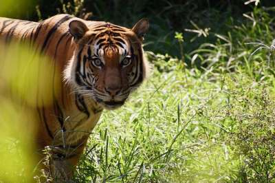 老虎 动物 动物园 大猫 条纹 猫科动物 哺乳动物 自然