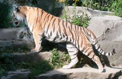 老虎 动物 荒野 自然 猫 捕食者
