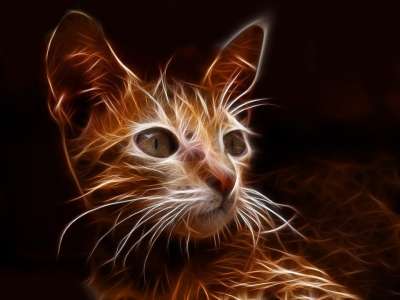 猫 毛茸茸的 家畜 快了 毛皮 眼睛 小猫 线路 追踪 筛选
