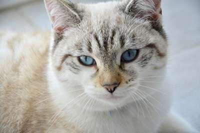 猫 年轻的猫 猫科动物 蓝眼睛 猫看 女性 家畜 动物 躺着的猫