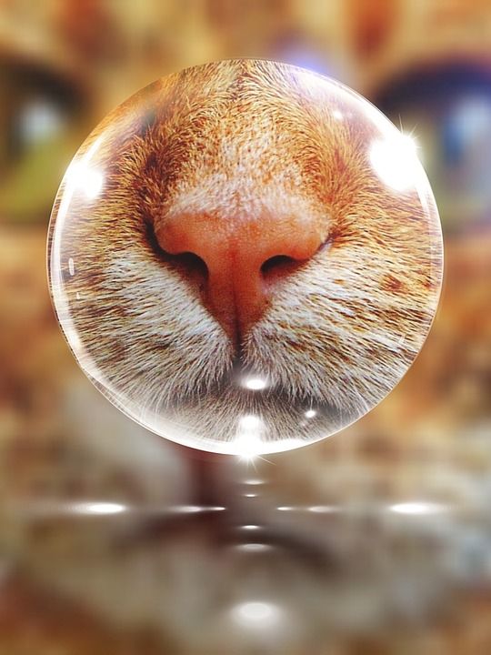 猫 鼻子 子弹 玻璃 老虎 红色的 可爱的 脸 乐趣
