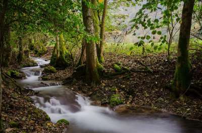 坏 Urach 德国 流动 长期接触 景观 树木 水 水域 树叶