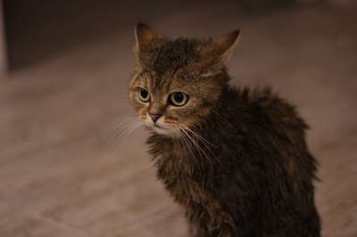 湿的 猫 我喜欢它 洗澡 羊毛 学生