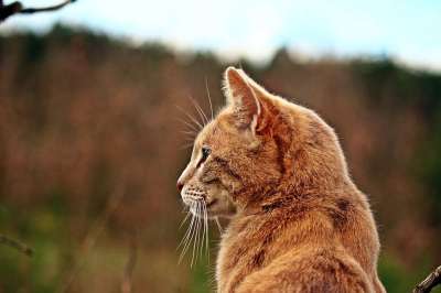 猫 虎猫 品种猫 鲭鱼 自然 家猫