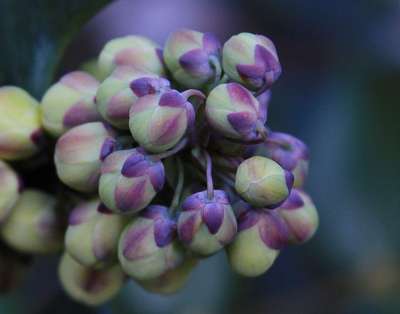 花蕾 芽 紫色的 绿色 植物 花的 植物群 俄勒冈州葡萄圣