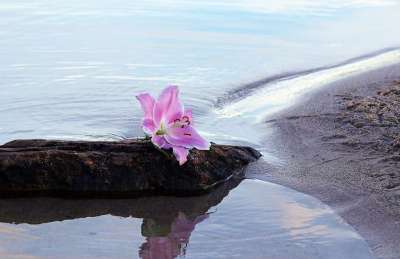 百合 花 开花 水 沙 海滩 石头 自然 阴凉处 粉色的