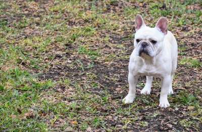 法国斗牛犬 狗 哺乳动物 宠物 可爱的 小狗 犬类 动物