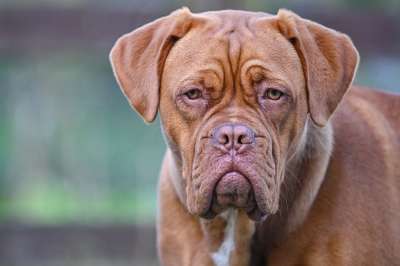 Dogue De 波尔多 狗 小狗 可爱的 藏獒 波尔多 宠物