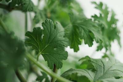 天竺葵 植物 药品 绿色 夏天 花园 花 花朵 Anginka