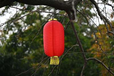 灯笼 中国新的一年 花园 节日 春节 农历新年