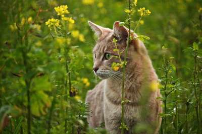猫 小猫 猫的眼睛 品种的猫 芥菜籽 花 开花 盛开 原野