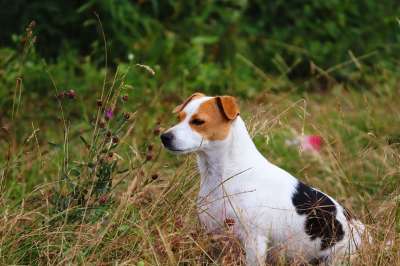 狗 宠物 草地 动物 家犬 犬类 哺乳动物 杂交种 可爱的
