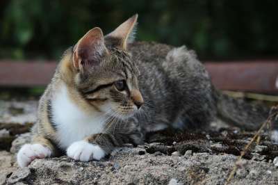 猫 小猫 猫宝宝 鲭鱼 家猫
