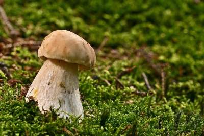 蘑菇 苔藓 森林地面 有机 森林 自然 关闭