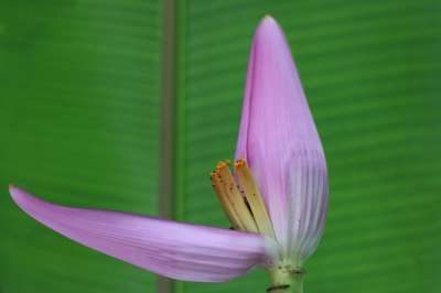 香蕉花 花的香蕉工厂 香蕉树