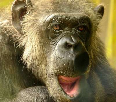 漫画 Chimpansee 特写 动物 黑猩猩 野生动物 猿 猴
