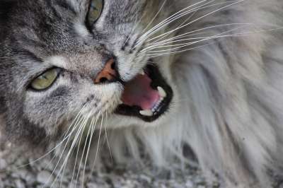 动物 猫 肖像 哺乳动物 毛皮 自然 家畜 小猫 灰色的 宿醉