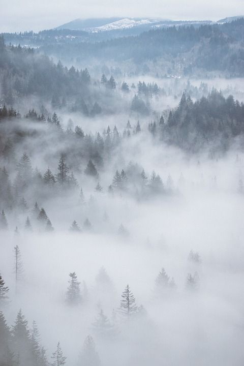 空气 多雾路段 森林 树木 绿色 山 旅行 蓝色的森林
