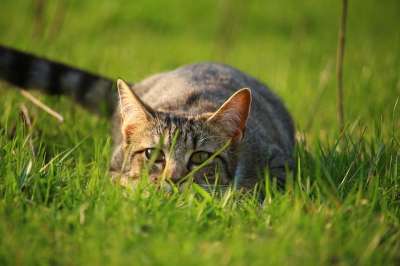 猫 小猫 鲭鱼 虎猫 草 家猫