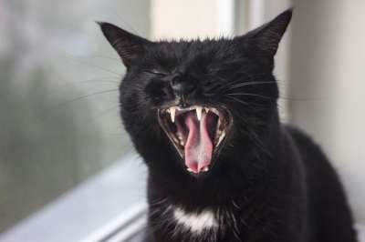 黑猫 宠物 黑色的 猫 喜欢猫的人 猫眼 毛皮 猫在做梦 猫脸