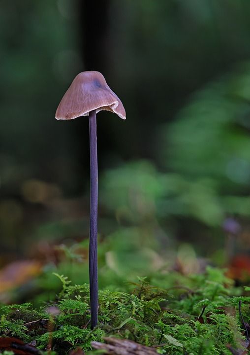 蘑菇 小蘑菇 苔藓 野生蘑菇 孢子 海绵 菌 子实体 真菌种类