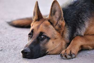 德国牧羊犬 完全清醒 宠物 头 监护人 那个无聊的摄影师 自然