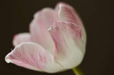 郁金香 春天的花朵 花瓣 开花 花 春天 宏