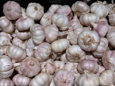 蔬菜 大蒜 调味料 健康 一顿饭 营养 新鲜 气味 大蒜球茎