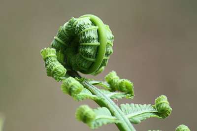 蕨类 叶子 卷 自然 植物 有天赋的人 有机的 植物学 草本植物