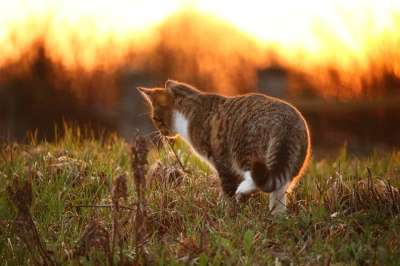 猫 小猫 日落 太阳 草 光 鲭鱼 暮光 大花猫 草地