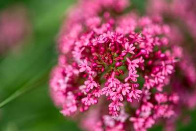 红色刺花 Centranthus曲霉 缬草工厂 伞形花序 草本的