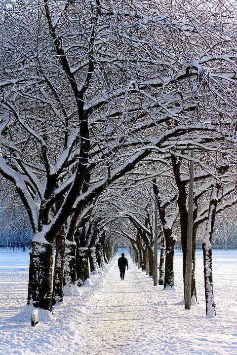 独自的 大街 寒冷的 景观 公园 人 雪 下雪的 步行 冬天