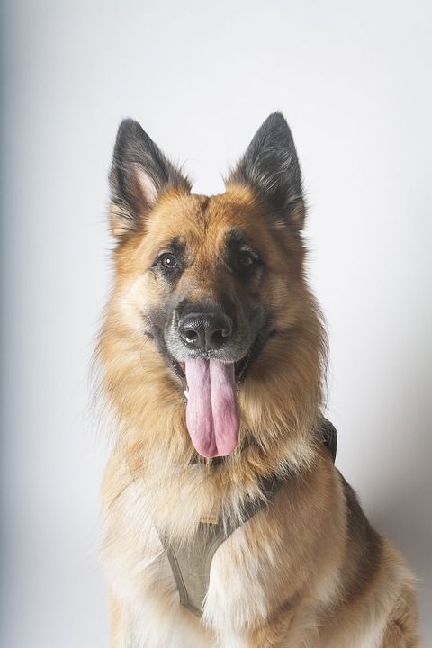 狗 德国牧羊犬 动物 宠物 头 犬类 肖像 耳朵 注意力 小狗