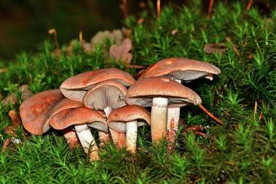 森林 蘑菇 苔藓 光盘真菌 蘑菇收集 森林地面 关闭