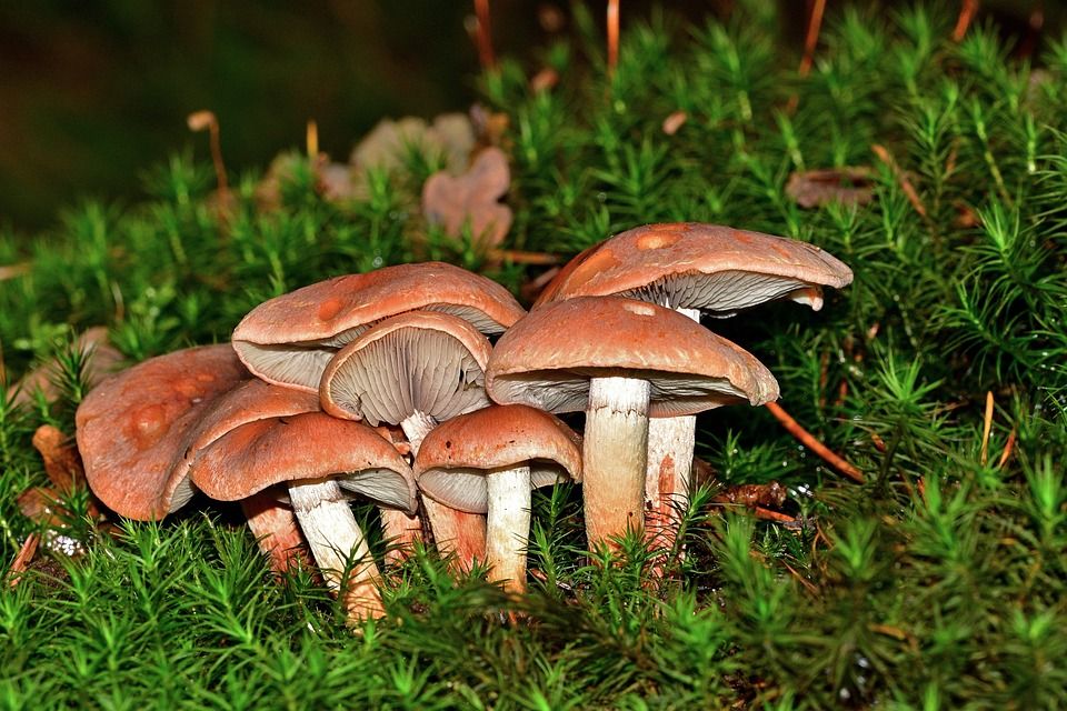 森林, 蘑菇, 苔藓, 光盘真菌, 蘑菇收集, 森林地面, 关闭